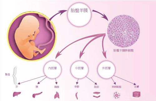 干细胞治疗