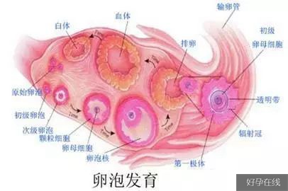 卵巢结构示意图