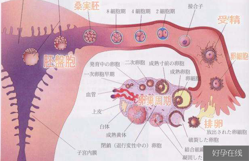 生化妊娠与受精卵着床失败区别