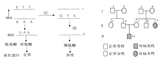 镰刀型细胞贫血症遗传