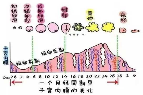 一个月经周期子宫内膜的变化