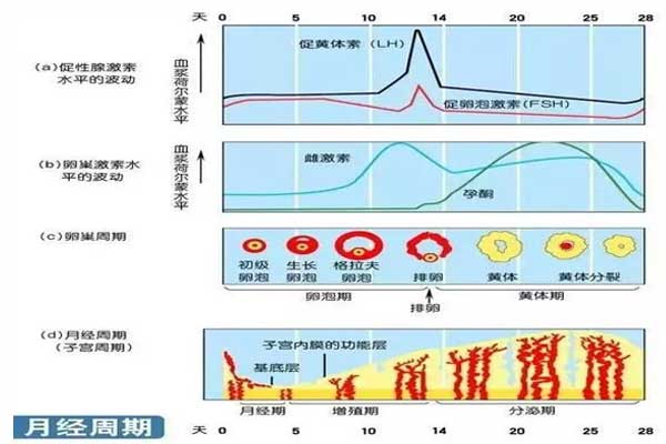 性激素六项的临床意义