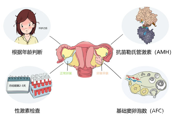 如何判断卵巢功能好坏