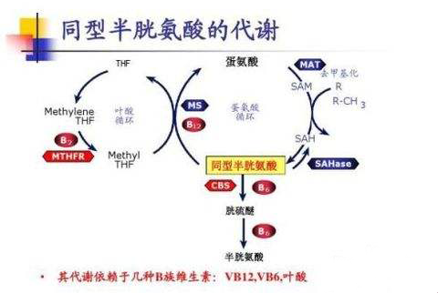 同型半胱氨酸高是怎么回事