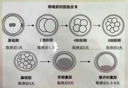 养囊技术要求比较高，同时对于胚胎的质量也有很高的要求