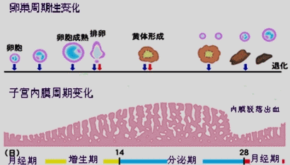 子宫内膜受容性会影响泰国试管成功率吗